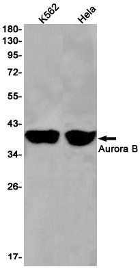 Western blot detection of Aurora B in K562,Hela cell lysates using Aurora B Rabbit pAb(1:1000 diluted).Predicted band size:39kDa.Observed band size:39kDa.