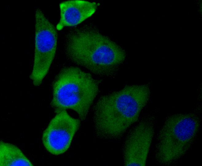 Immunofluorescence - EGLN2 Monoclonal Antibody 