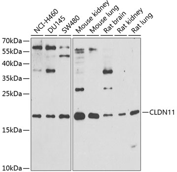 Western blot - CLDN11 Polyclonal Antibody 