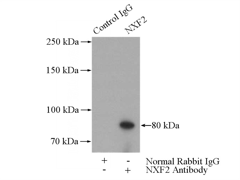 IP Result of anti-NXF2 (IP:Catalog No:113452, 4ug; Detection:Catalog No:113452 1:400) with mouse testis tissue lysate 4000ug.