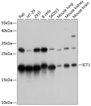 Western blot - ICT1 Polyclonal Antibody 