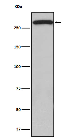 Western blot analysis of ATM expression in 293 cell lysate.