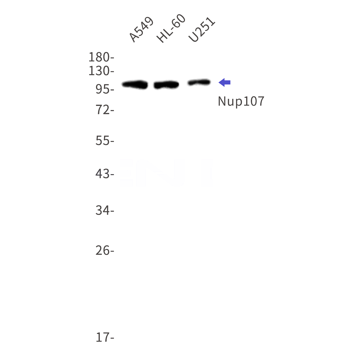 Western blot detection of Nup107 in A549,HL-60,U251 cell lysates using Nup107 Rabbit mAb(1:1000 diluted).Predicted band size:106kDa.Observed band size:107kDa.