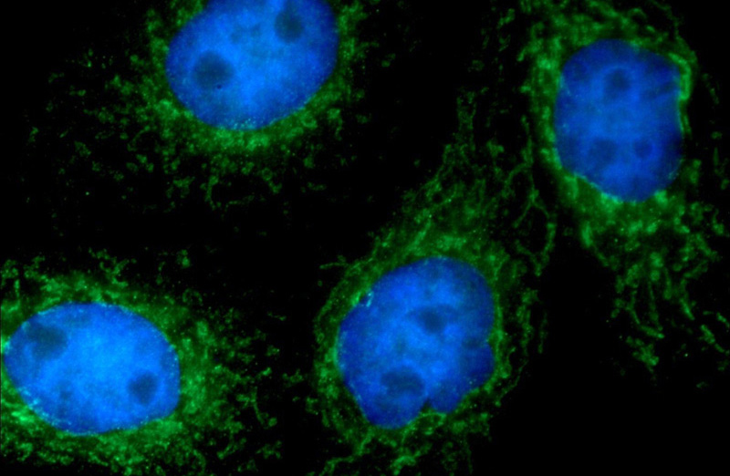Immunofluorescent analysis of HepG2 cells using Catalog No:111619(IFIT2 Antibody) at dilution of 1:25 and Alexa Fluor 488-congugated AffiniPure Goat Anti-Rabbit IgG(H+L)