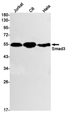 Western blot detection of Smad3 in Jurkat,C6,Hela cell lysates using Smad3 Rabbit mAb(1:1000 diluted).Predicted band size:48kDa.Observed band size:52kDa.