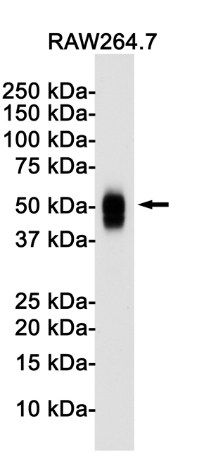 Western blot detection of CD63 in Raw264.7 cell lysates using CD63 Rabbit pAb(1:1000 diluted).Predicted band size:26KDa.Observed band size:40-70KDa.