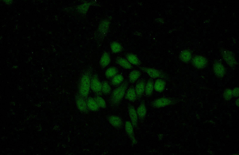 Immunofluorescent analysis of (-20oc Ethanol) fixed HeLa cells using Catalog No:112718(MNT Antibody) at dilution of 1:50 and Alexa Fluor 488-congugated AffiniPure Goat Anti-Rabbit IgG(H+L)