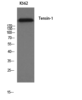 Fig1:; Western Blot analysis of K562 cells using Tensin-1 Polyclonal Antibody