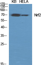 Western Blot analysis of various cells using Nrf2 Polyclonal Antibody diluted at 1:1000