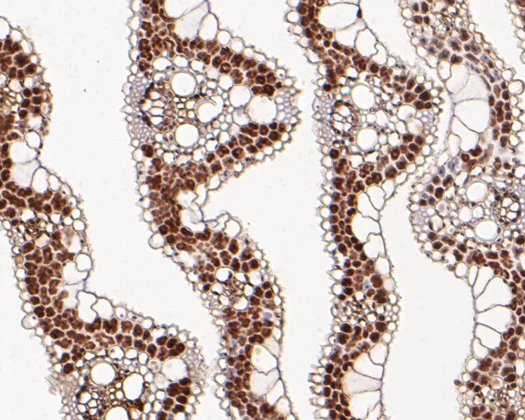 Fig2:; Immunohistochemical analysis of paraffin-embedded rice tissue using anti-PHR2 antibody. The section was pre-treated using heat mediated antigen retrieval with Tris-EDTA buffer (pH 8.0-8.4) for 20 minutes.The tissues were blocked in 5% BSA for 30 minutes at room temperature, washed with ddH; 2; O and PBS, and then probed with the primary antibody ( 1/100) for 30 minutes at room temperature. The detection was performed using an HRP conjugated compact polymer system. DAB was used as the chromogen. Tissues were counterstained with hematoxylin and mounted with DPX.