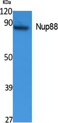 Fig1:; Western Blot analysis of extracts from K562 cells, using Nup88 Polyclonal Antibody.. Secondary antibody（catalog#: HA1001) was diluted at 1:20000