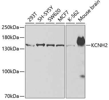Western blot - KCNH2 Polyclonal Antibody 