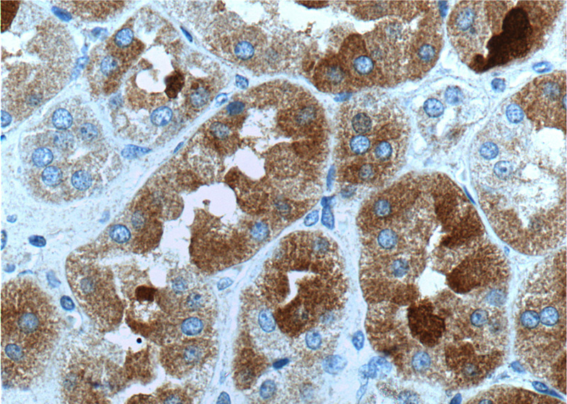 Immunohistochemistry of paraffin-embedded human kidney tissue slide using Catalog No:110967(GHRHR Antibody) at dilution of 1:100 (under 40x lens).
