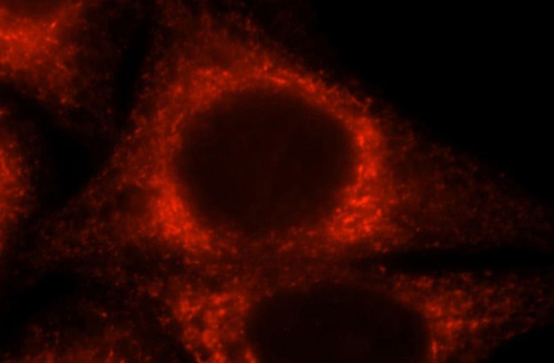 Immunofluorescent analysis of HepG2 cells, using CKAP4 antibody Catalog No:109328 at 1:25 dilution and Rhodamine-labeled goat anti-rabbit IgG (red).