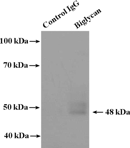 IP Result of anti-Biglycan (IP:Catalog No:117144, 4ug; Detection:Catalog No:117144 1:300) with mouse skeletal muscle tissue lysate 2200ug.