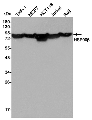 Western blot detection of HSP90β in THP-1,MCF7,HCT116,Jurkat and Raji cell lysates using HSP90β mouse mAb (1:5000 diluted).Predicted band size:84KDa.Observed band size:90KDa.