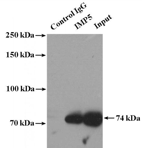 IP Result of anti-IMP5 (IP:Catalog No:111760, 4ug; Detection:Catalog No:111760 1:500) with HEK-293 cells lysate 3600ug.