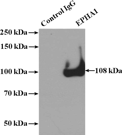 IP Result of anti-EPHA1-special (IP:Catalog No:110348, 4ug; Detection:Catalog No:110348 1:500) with HeLa cells lysate 3200ug.