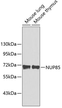 Western blot - NUP85 Polyclonal Antibody 