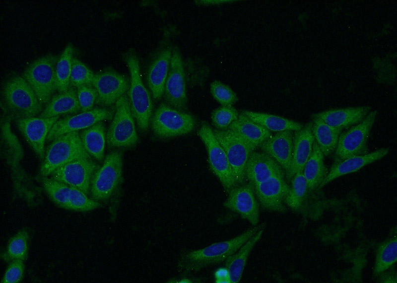 Immunofluorescent analysis of HepG2 cells using Catalog No:114401(QPRT Antibody) at dilution of 1:50 and Alexa Fluor 488-congugated AffiniPure Goat Anti-Rabbit IgG(H+L)