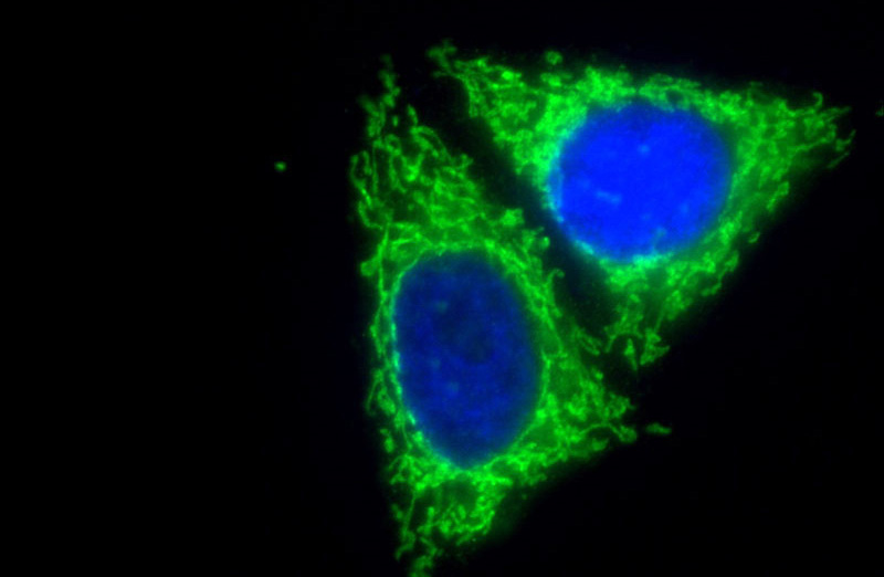 Immunofluorescent analysis of (10% Formaldehyde) fixed HepG2 cells using Catalog No:112527(MFF Antibody) at dilution of 1:100 and Alexa Fluor 488-congugated AffiniPure Goat Anti-Rabbit IgG(H+L)
