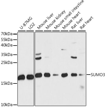 Western blot - SUMO3 Polyclonal Antibody 