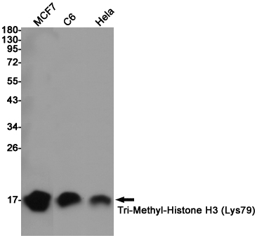 Western blot detection of Tri-Methyl-Histone H3 in MCF7,C6,Hela cell lysates using Tri-Methyl-Histone H3 (Lys79) (9G4) Mouse mAb(1:1000 diluted).Predicted band size:15KDa.Observed band size:15KDa.