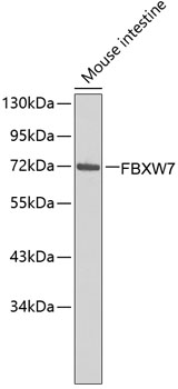 Western blot - FBXW7 Polyclonal Antibody 