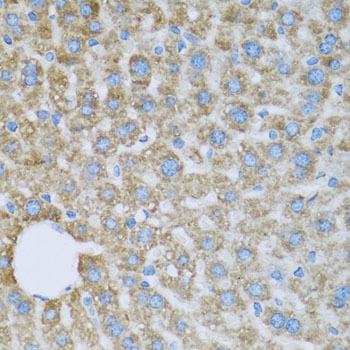 Immunohistochemistry - COX6A1 Polyclonal Antibody 