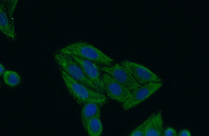 Immunofluorescent analysis of (-20oc Ethanol) fixed HepG2 cells using Catalog No:111997(KIAA1984 Antibody) at dilution of 1:50 and Alexa Fluor 488-congugated AffiniPure Goat Anti-Rabbit IgG(H+L)