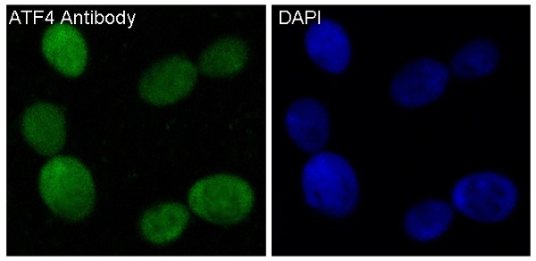 Immunofluorescent analysis of 293 cells, using ATF4 Antibody.