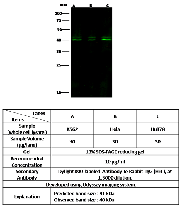 CXCR3 Antibody, Rabbit PAb, Antigen Affinity Purified, Western blot