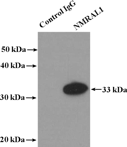 IP Result of anti-NMRAL1 (IP:Catalog No:113254, 4ug; Detection:Catalog No:113254 1:500) with Jurkat cells lysate 2400ug.