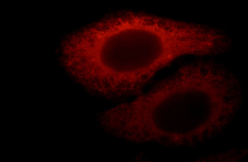 Immunofluorescent analysis of HepG2 cells, using EXoc6 antibody Catalog No:110503 at 1:25 dilution and Rhodamine-labeled goat anti-rabbit IgG (red).