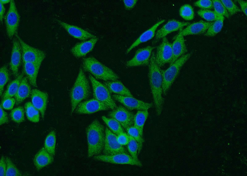 Immunofluorescent analysis of HepG2 cells using Catalog No:113783(PGD Antibody) at dilution of 1:25 and Alexa Fluor 488-congugated AffiniPure Goat Anti-Rabbit IgG(H+L)