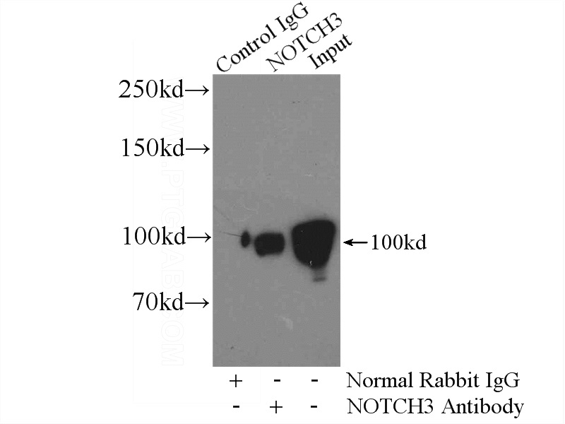 IP Result of anti-NOTCH3 (IP:Catalog No:113309, 4ug; Detection:Catalog No:113309 1:500) with HeLa cells lysate 2400ug.