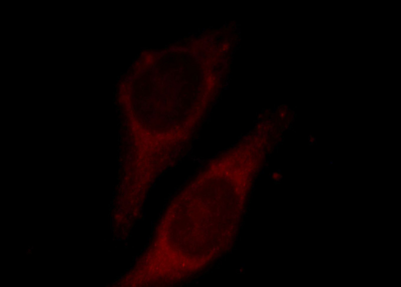 Immunofluorescent analysis of HepG2 cells, using ECH1 antibody Catalog No:110292 at 1:25 dilution and Rhodamine-labeled goat anti-rabbit IgG (red).