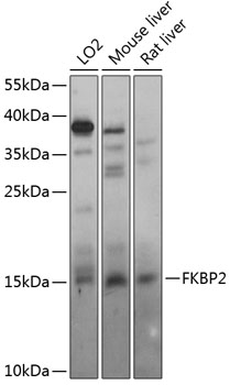 Western blot - FKBP2 Polyclonal Antibody 