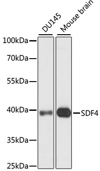 Western blot - SDF4 Polyclonal Antibody 