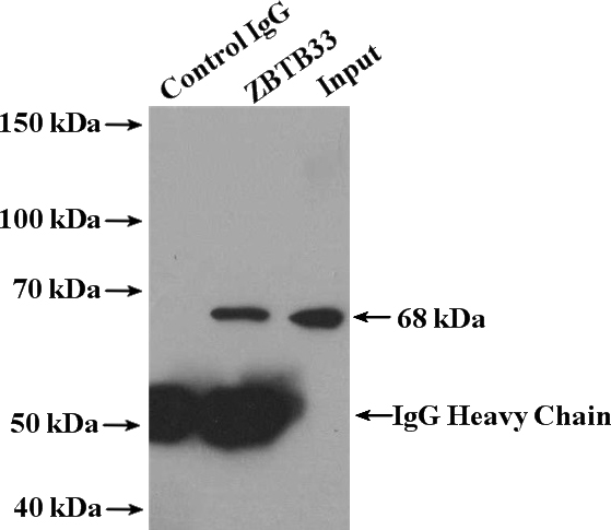 IP Result of anti-ZBTB33 (IP:Catalog No:116913, 4ug; Detection:Catalog No:116913 1:300) with A431 cells lysate 1200ug.