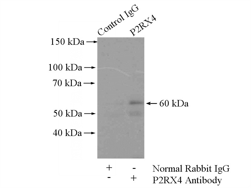 IP Result of anti-P2RX4 (IP:Catalog No:113542, 4ug; Detection:Catalog No:113542 1:500) with mouse brain tissue lysate 4000ug.