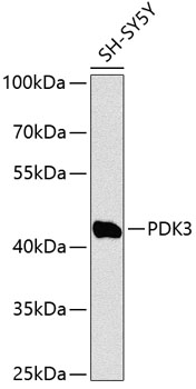 Western blot - PDK3 Polyclonal Antibody 