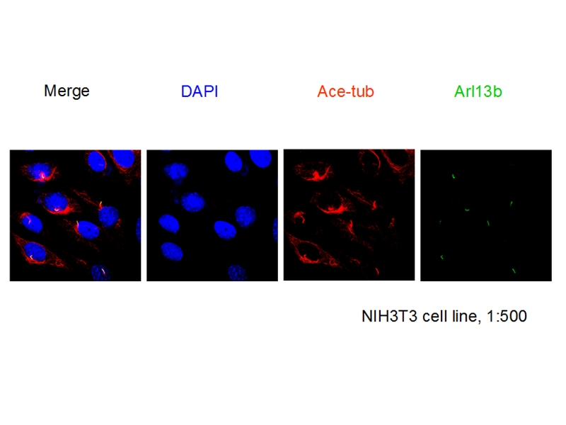 IF result of anti-ARL13B(Catalog No:108196) in NIH3T3 cell by Dr. Sudipto.
