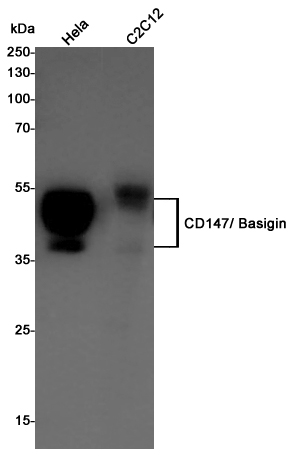 Western blot detection of CD147/ Basigin in Hela,C2C12 cell lysates using CD147/ Basigin Rabbit pAb(1:1000 diluted).Predicted band size:42KDa.Observed band size:38-58KDa.