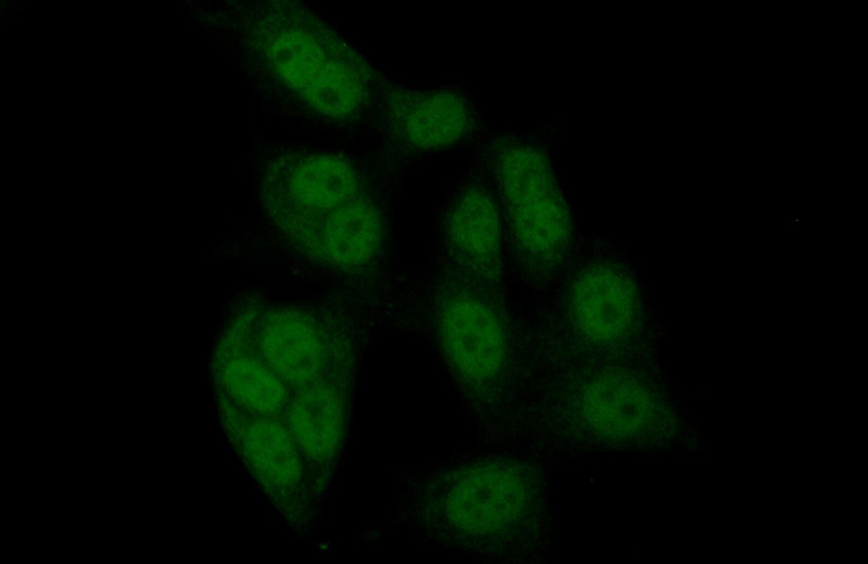 Immunofluorescent analysis of (10% Formaldehyde) fixed HeLa cells using Catalog No:112501(MAZ Antibody) at dilution of 1:50 and Alexa Fluor 488-congugated AffiniPure Goat Anti-Rabbit IgG(H+L)