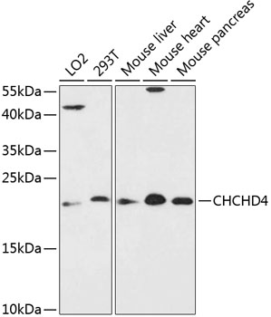 Western blot - CHCHD4 Polyclonal Antibody 
