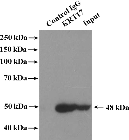 IP Result of anti-KRT17-Specific (IP:Catalog No:109798, 4ug; Detection:Catalog No:109798 1:1000) with A431 cells lysate 1200ug.