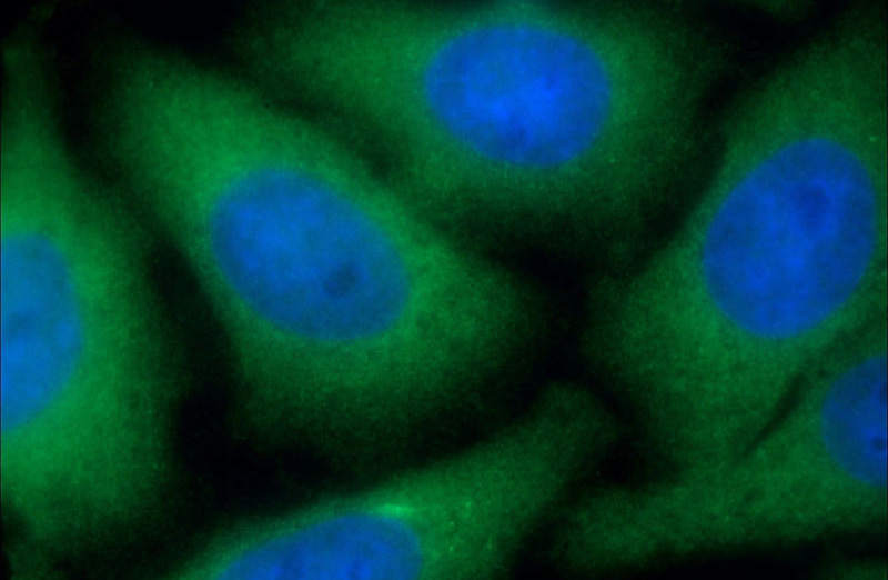 Immunofluorescent analysis of (-20oc Ethanol) fixed HepG2 cells using Catalog No:114400(PSMD4 Antibody) at dilution of 1:50 and Alexa Fluor 488-congugated AffiniPure Goat Anti-Rabbit IgG(H+L)