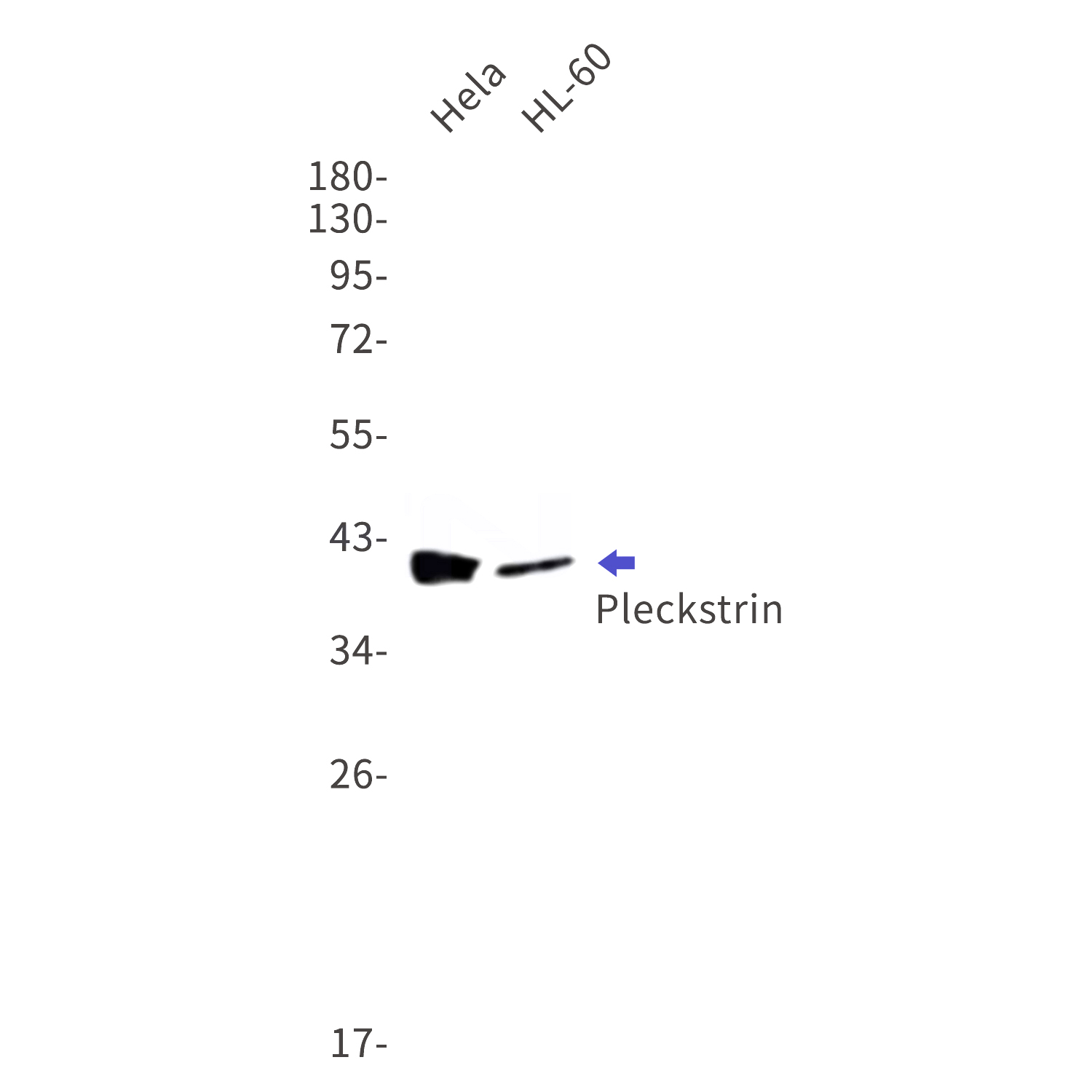 Western blot detection of Pleckstrin in Hela,HL-60 cell lysates using Pleckstrin Rabbit mAb(1:1000 diluted).Predicted band size:40kDa.Observed band size:40kDa.