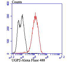 Fig5: Flow cytometric analysis of LOVO cells with UGP2 antibody at 1/100 dilution (red) compared with an unlabelled control (cells without incubation with primary antibody; black). Alexa Fluor 488-conjugated goat anti-mouse IgG was used as the secondary antibody.